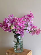 Specialty Sweet Peas