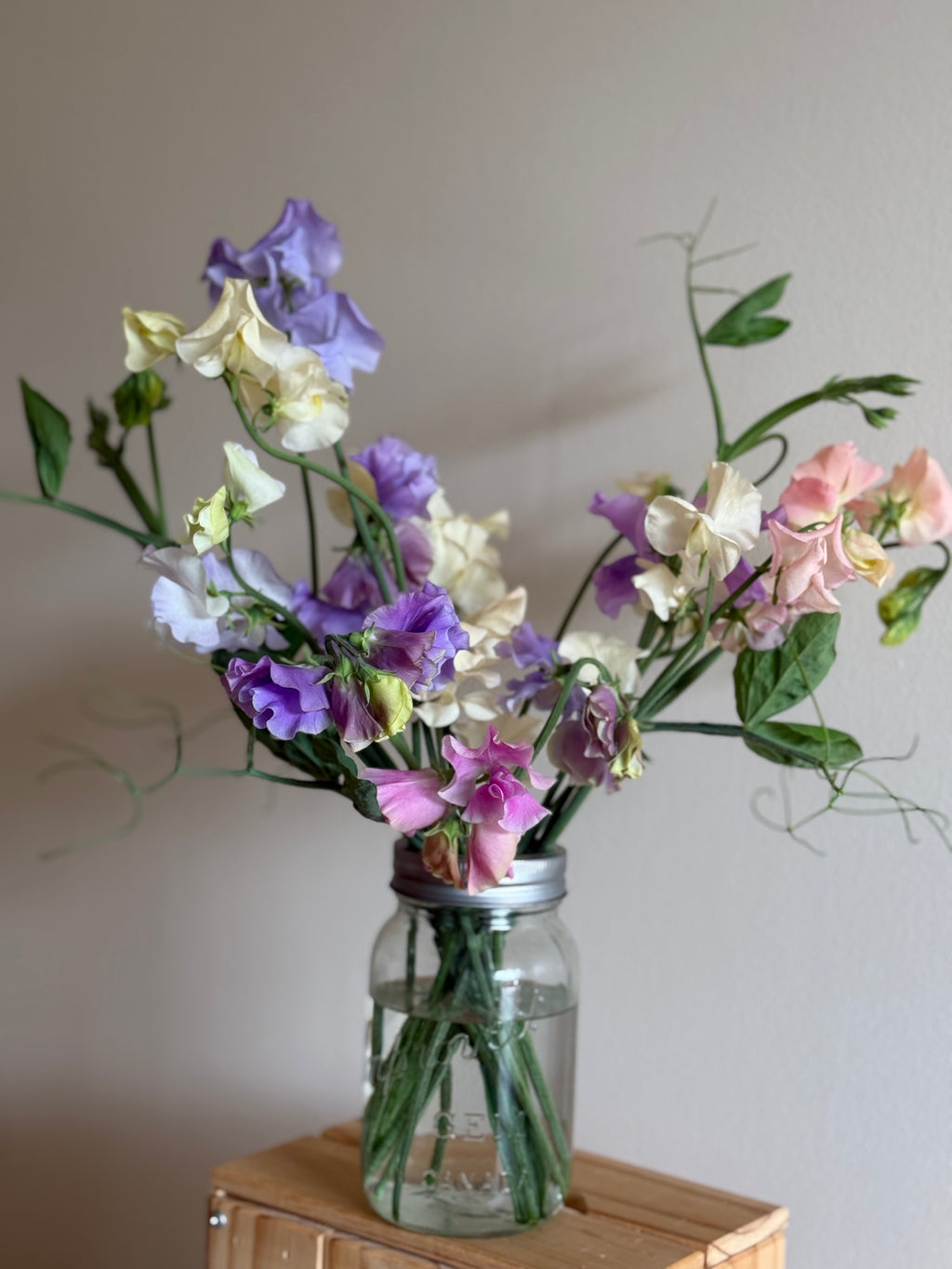 Specialty Sweet Peas