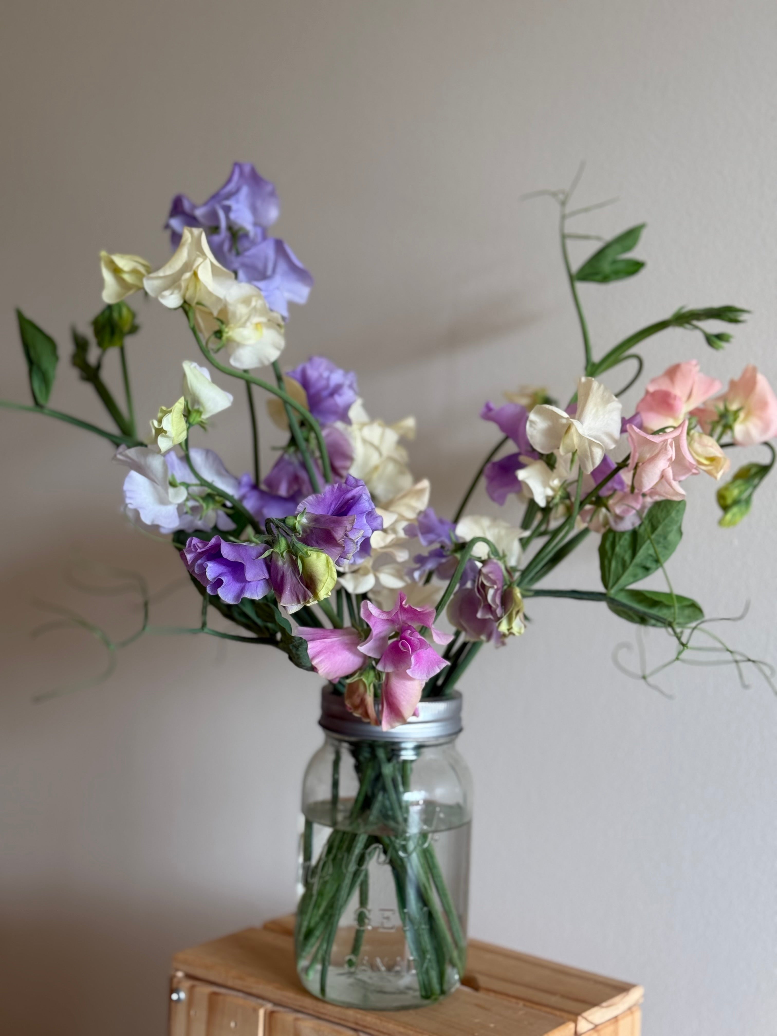 Specialty Sweet Peas