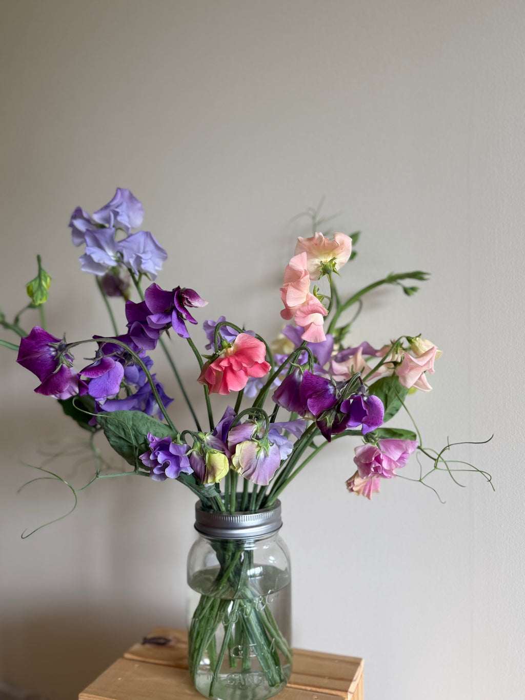 Specialty Sweet Peas