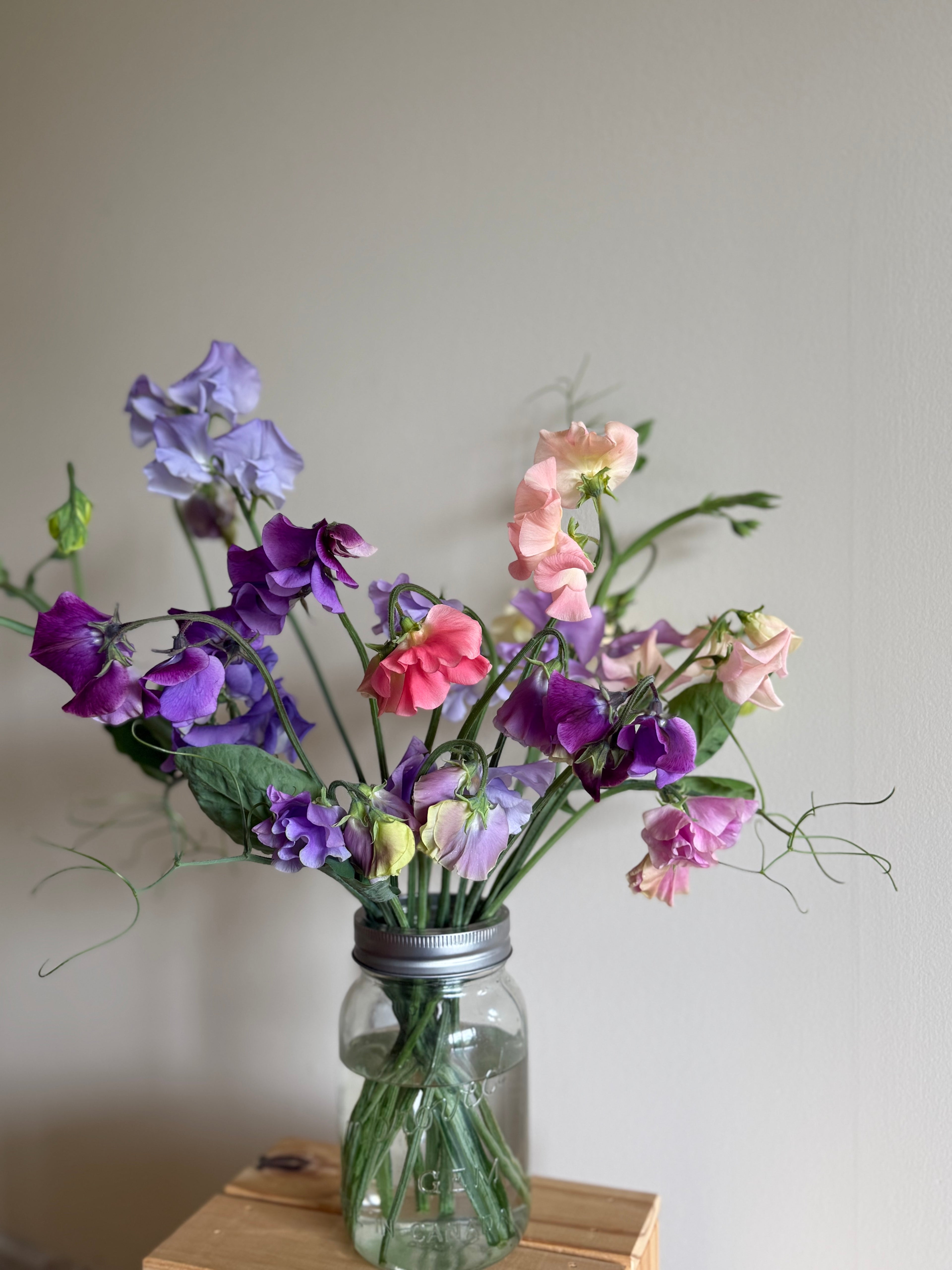 Specialty Sweet Peas