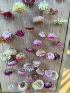 Strawflower Strings of Sunshine - House Of Orange Farm