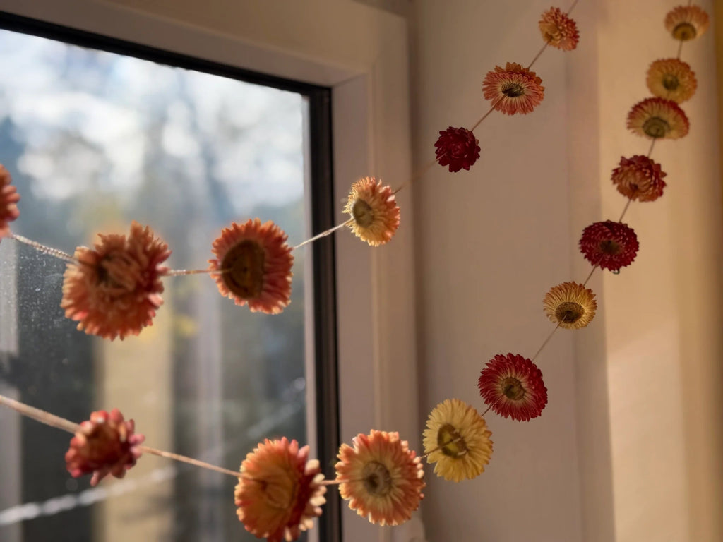 Strawflower Strings of Sunshine - House Of Orange Farm