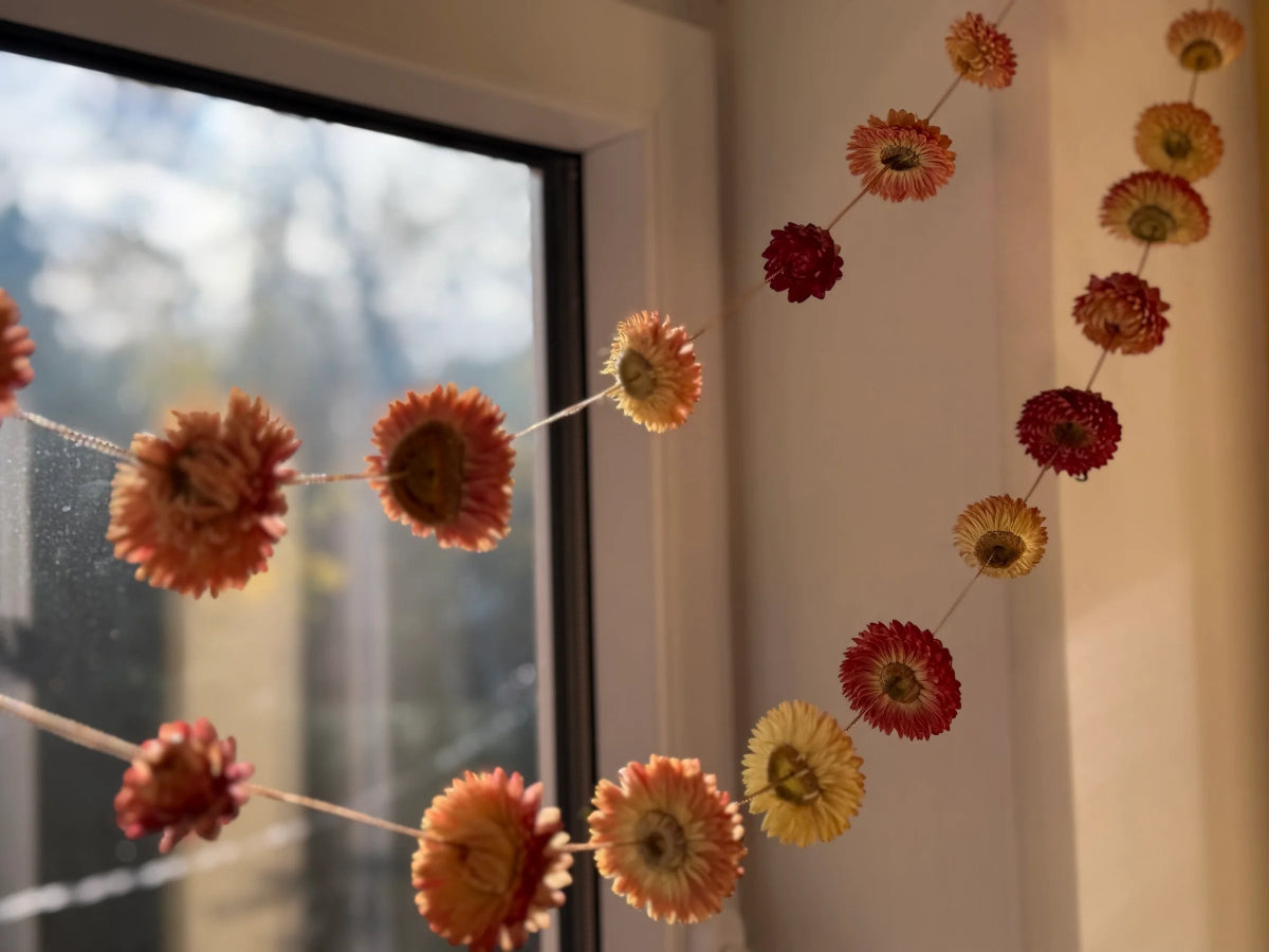 Strawflower Strings of Sunshine - House Of Orange Farm